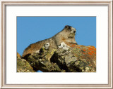 Marmot in Alaska Lámina giclée enmarcada por Charles Glover