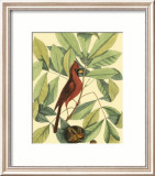 Oiseau rouge et hicorier Affiche par Mark Catesby