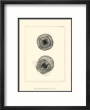 Sepia Jellyfish Póster Sepia Jellyfish Póster