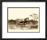 Bovine I Prints by Emile Van Marck
