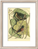 Baltimore Bird and Catalpah Pósters por Mark Catesby