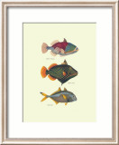 Tropisk fisk Posters av J. W. Bennet & Couvier