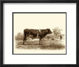 Bovine IV Kunstdrucke von Emile Van Marck
