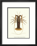 Antique Lobster IV Pósters por James Sowerby