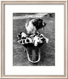 Tich and Pups Getting Around Póster Tich and Pups Getting Around Póster