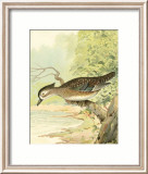 Woodduck Female Prints by Ridgway 