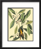Laurier de Caroline Affiche par Mark Catesby