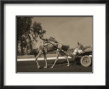 Camel Pulling Cart Lámina por Nelson Figueredo Camel Pulling Cart Lámina por Nelson Figueredo