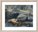 Boulder Bruin Kunstdrucke von Stephen Lyman