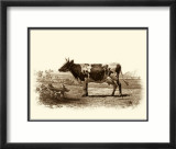 Bovine II Print by Emile Van Marck