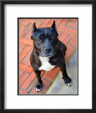 Blueberry Pit Bull Poster von Robert Mcclintock