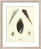 Knorr Shells VI Posters by George Wolfgang Knorr