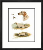 English Setter Poster par Rial 
