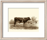 Bovine IV Kunstdrucke von Emile Van Marck