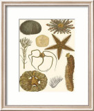 Underwater Oddities I Pósters