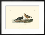Red-Breasted Snipe Affiches par John James Audubon