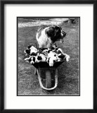 Tich and Pups Getting Around Póster Tich and Pups Getting Around Póster