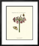 Papillons et fleurs III Affiches par Johann Theodore de Bry