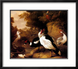Wild Ducks Plakat av Jacob Bogdani