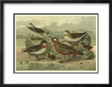 Shore Gathering II Posters by Franz Eugen Kohler