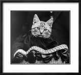 French Tabby Cat Art par Mesh Gabriella
