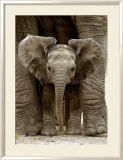 Bébé éléphant Affiches par Andy Rouse