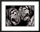 Sleeping Tigers Lámina por Marina Cano