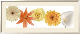 In Full Bloom Prints by Blaire Harrington