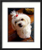 Mini Maltese Posters by Robert Mcclintock