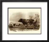 Bovine III Poster von Emile Van Marck