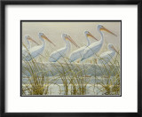 Garzas del pantano (detalle) Pósters por Robert Bateman Garzas del pantano (detalle) Pósters por Robert Bateman