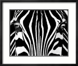 Black & White I (Zebra) Prints by Rocco Sette