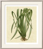 New Zealand Flax Posters