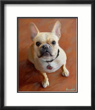 Sophie French Bulldog Pósters por Robert Mcclintock Sophie French Bulldog Pósters por Robert Mcclintock