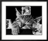 Kool Kat II Posters par David Mcenery