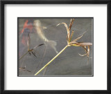 Coy III Póster por Susan Friedman Coy III Póster por Susan Friedman