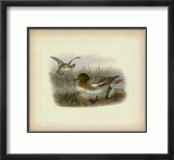 Redcrested Pochard Prints by J. G. Keuleman