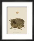 Antique Nest and Egg I Láminas por Reverend Francis O. Morris