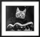 French Tabby Cat Affiches par Mesh Gabriella