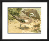 Green-Wing Teal Posters by Ridgway 