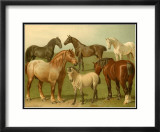 Horse Breeds II Kunstdrucke von Emil Volkers