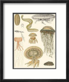 Underwater Oddities II Láminas