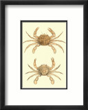 Antique Crab III Arte por James Sowerby