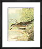 Woodduck Female Prints by Ridgway 