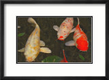 Green Rock Japanese Koi I Lámina giclée enmarcada por erichan Green Rock Japanese Koi I Lámina giclée enmarcada por erichan