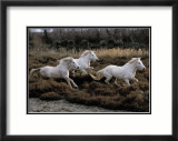 Equus, Camargue, France Art par Hans W. Sylvester