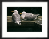 Gaviotas descansando Láminas por Robert Bateman Gaviotas descansando Láminas por Robert Bateman