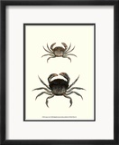 Antique Crab I Pósters por James Sowerby