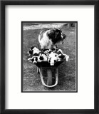 Tich and Pups Getting Around Pósters Tich and Pups Getting Around Pósters