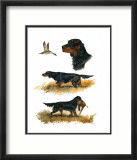 Un Gordon Setter Affiches par Rial 